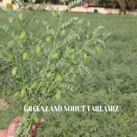 Nohut  kategorisi için resim