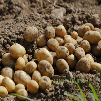 Kumlu Patates 1 Kg