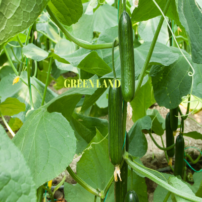 Salatalık 1kg